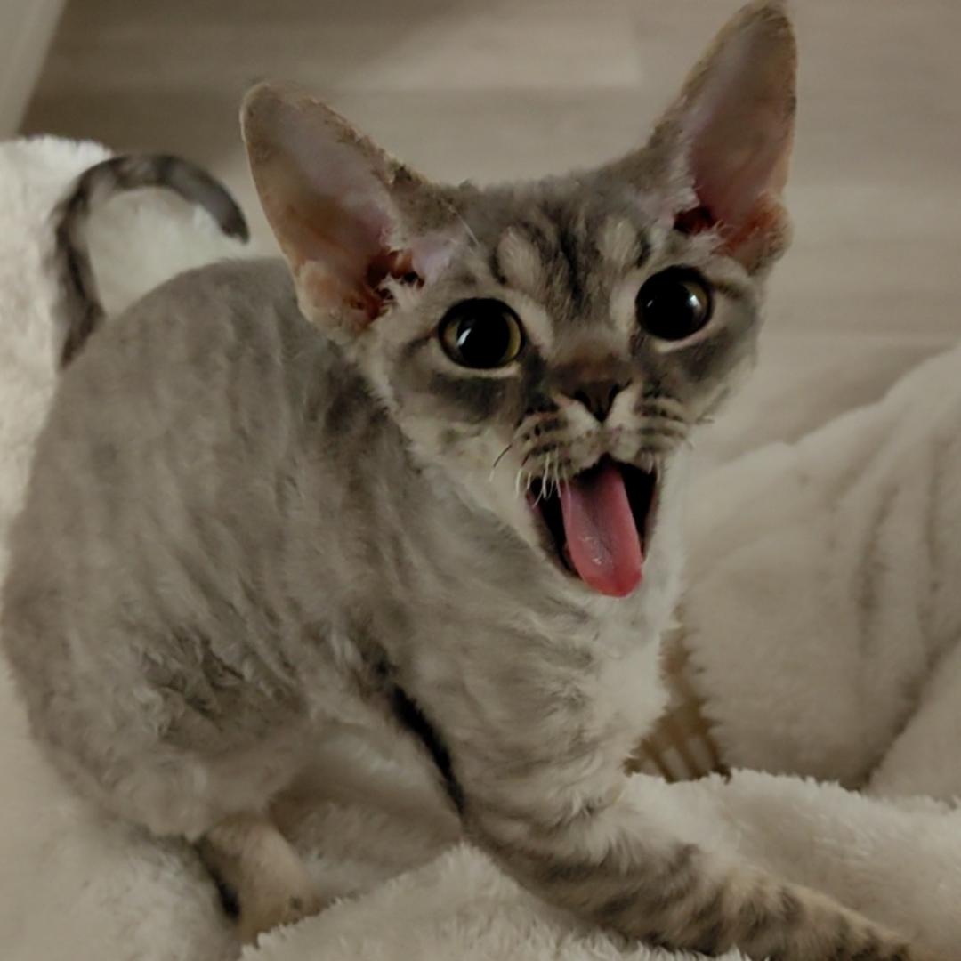 🐱峰峰