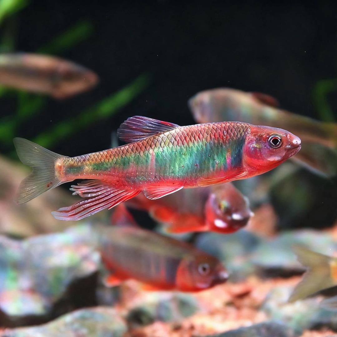 溪流捕鱼三剑客