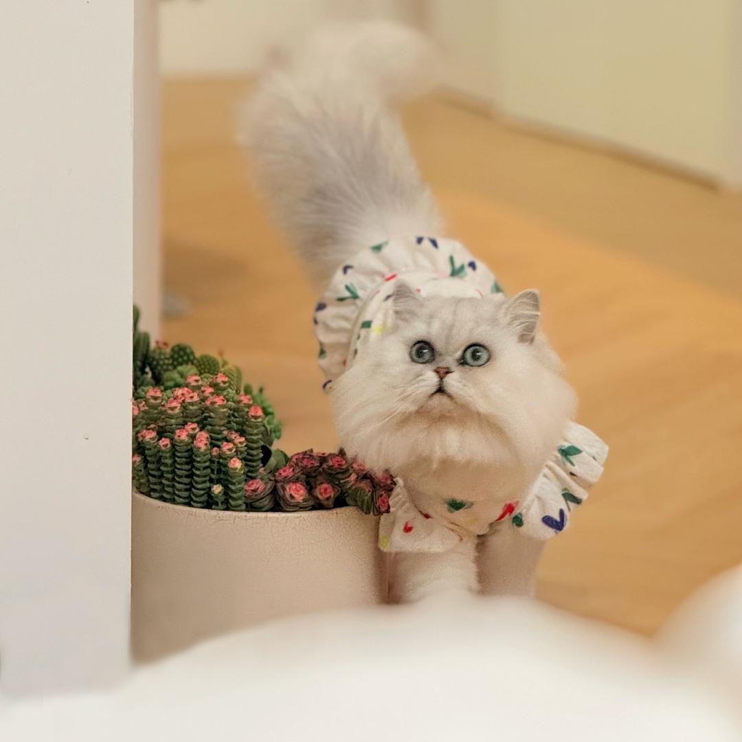 家有小猫