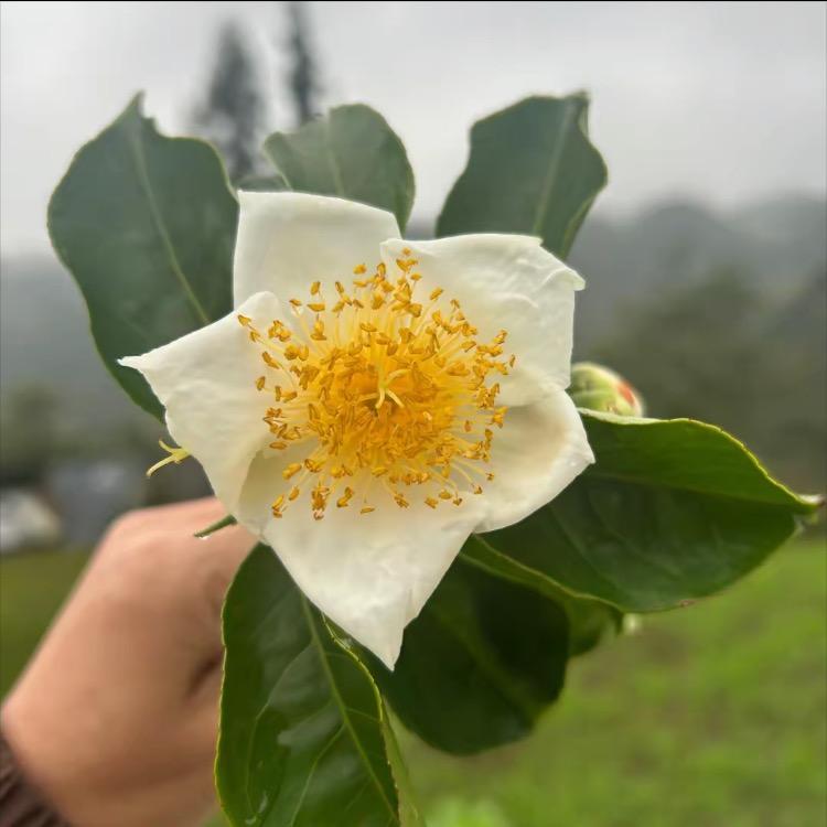 如意小菜园