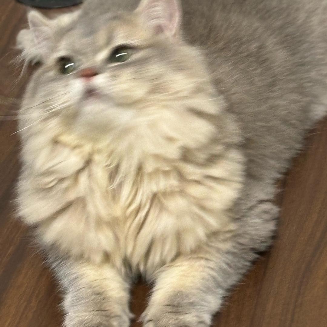 🦥