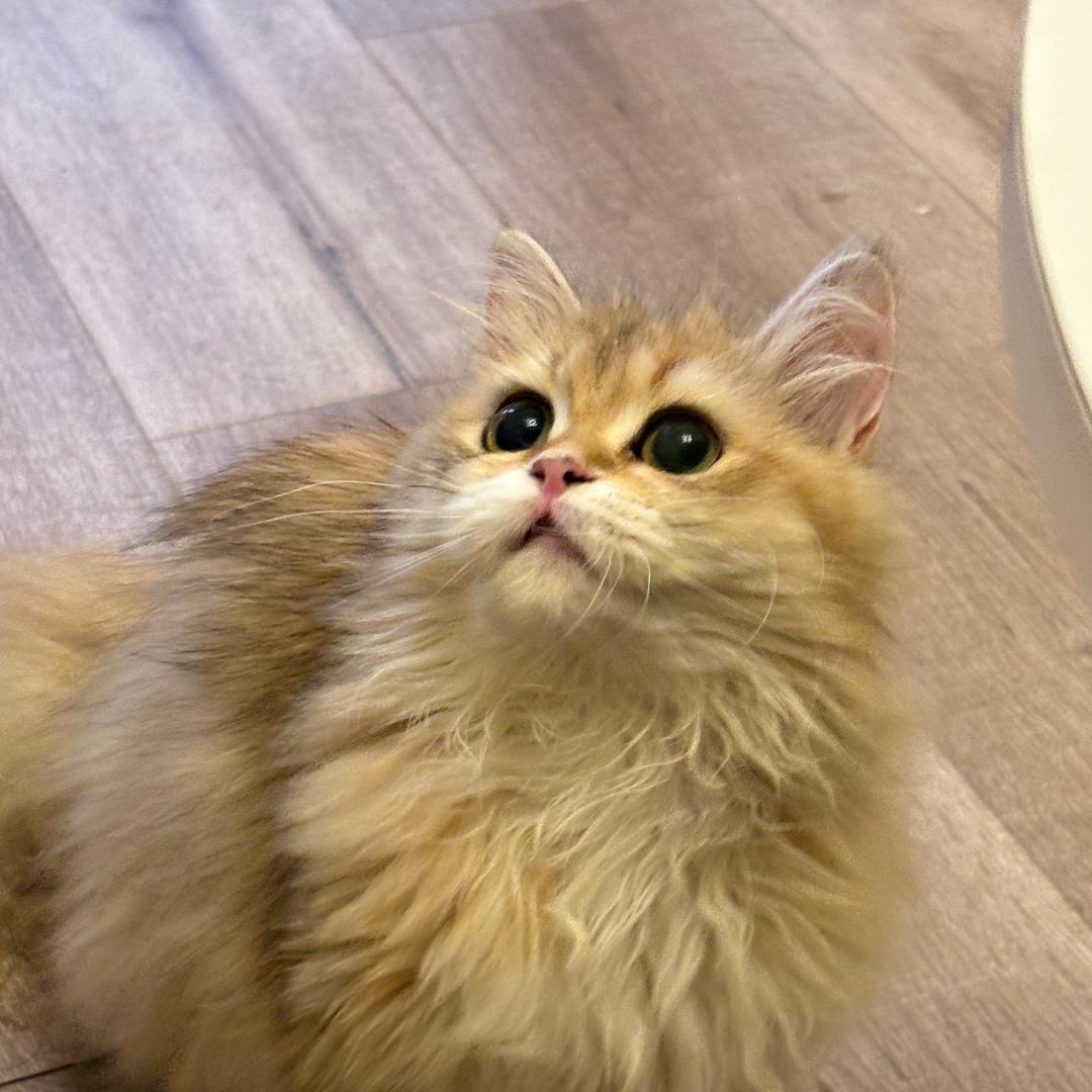 不吃辣椒🌶️