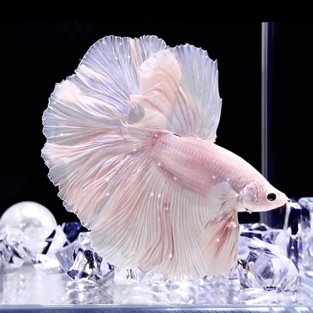 年年渔水族馆