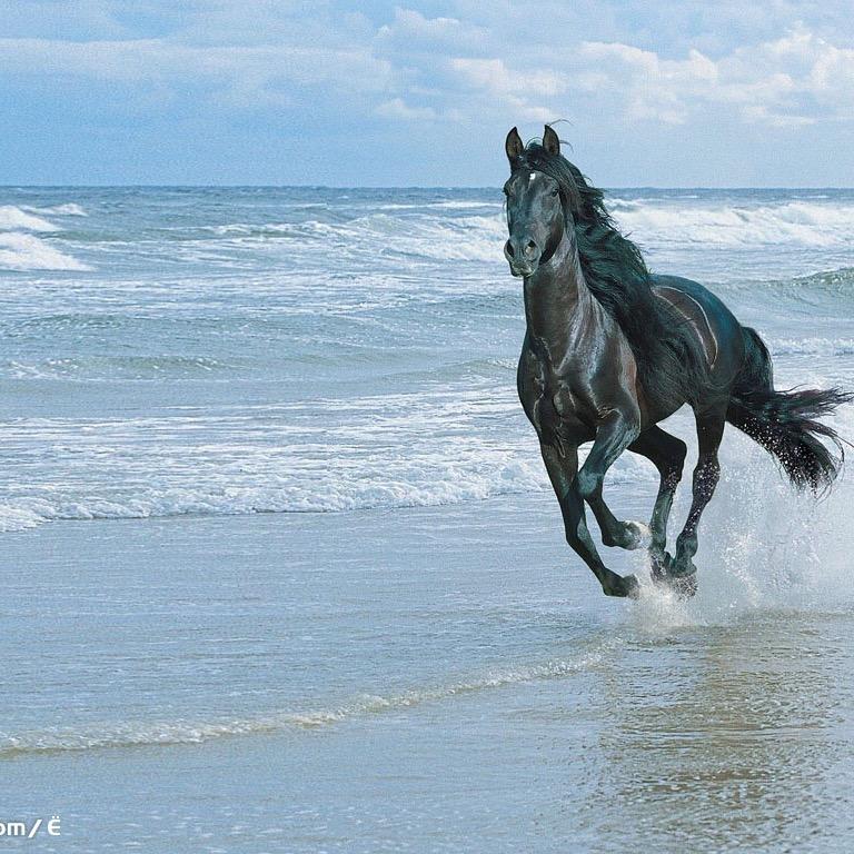 小马🐎快跑吧