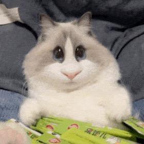 Kototo