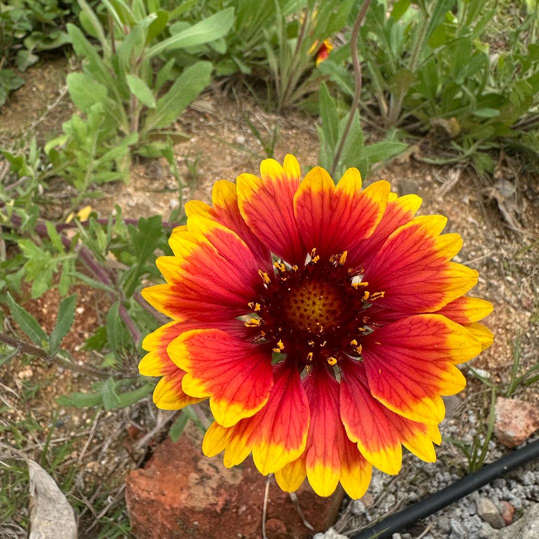 芯芯潮流