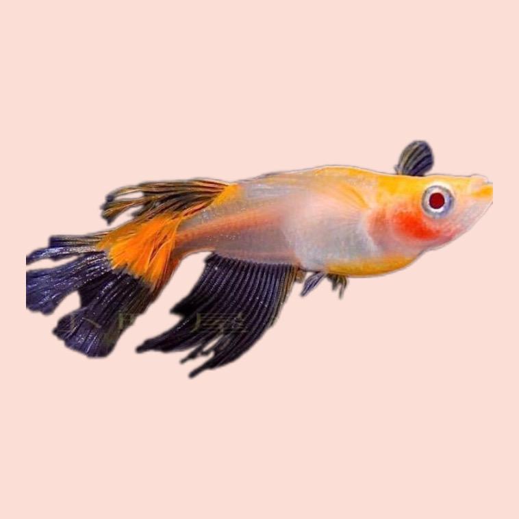 汴地青鳉