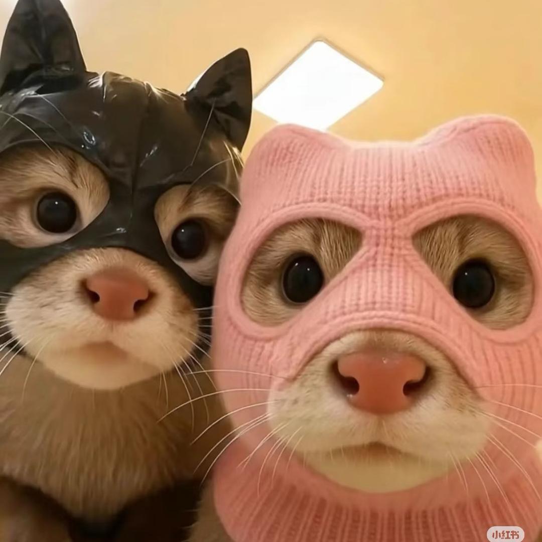 是次次不是cici🍌