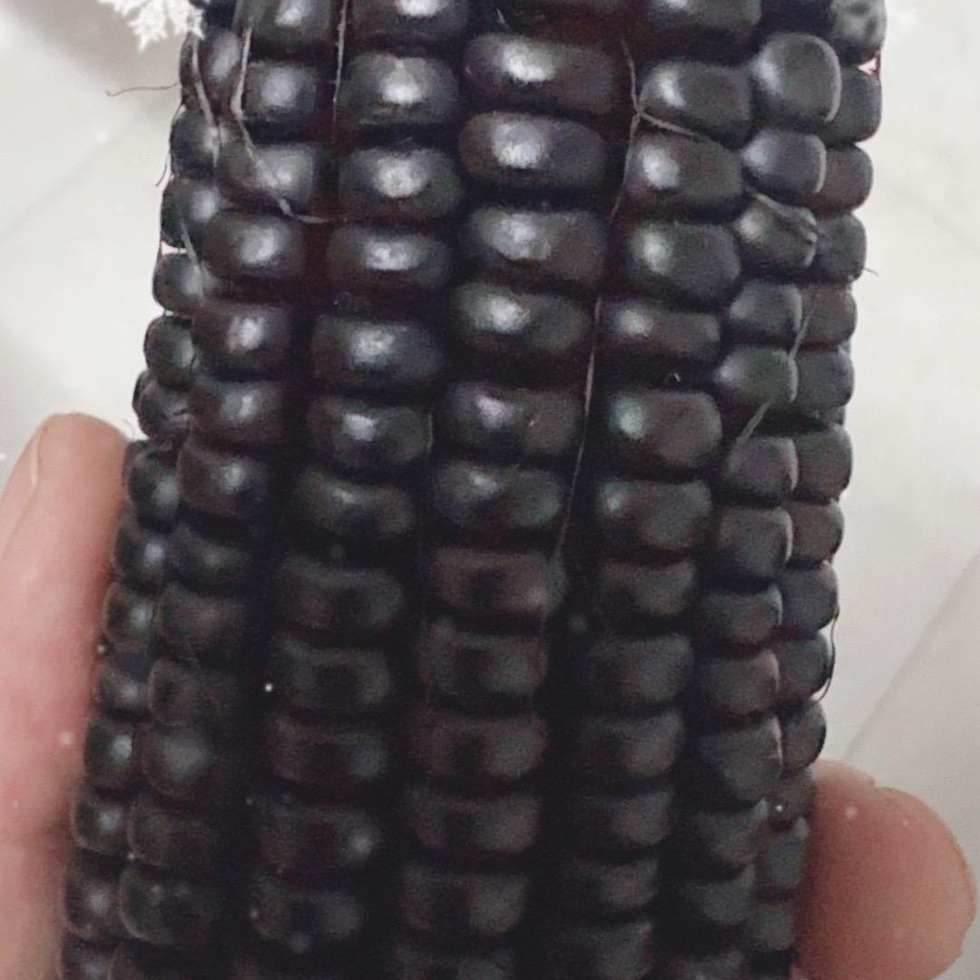 田玉米