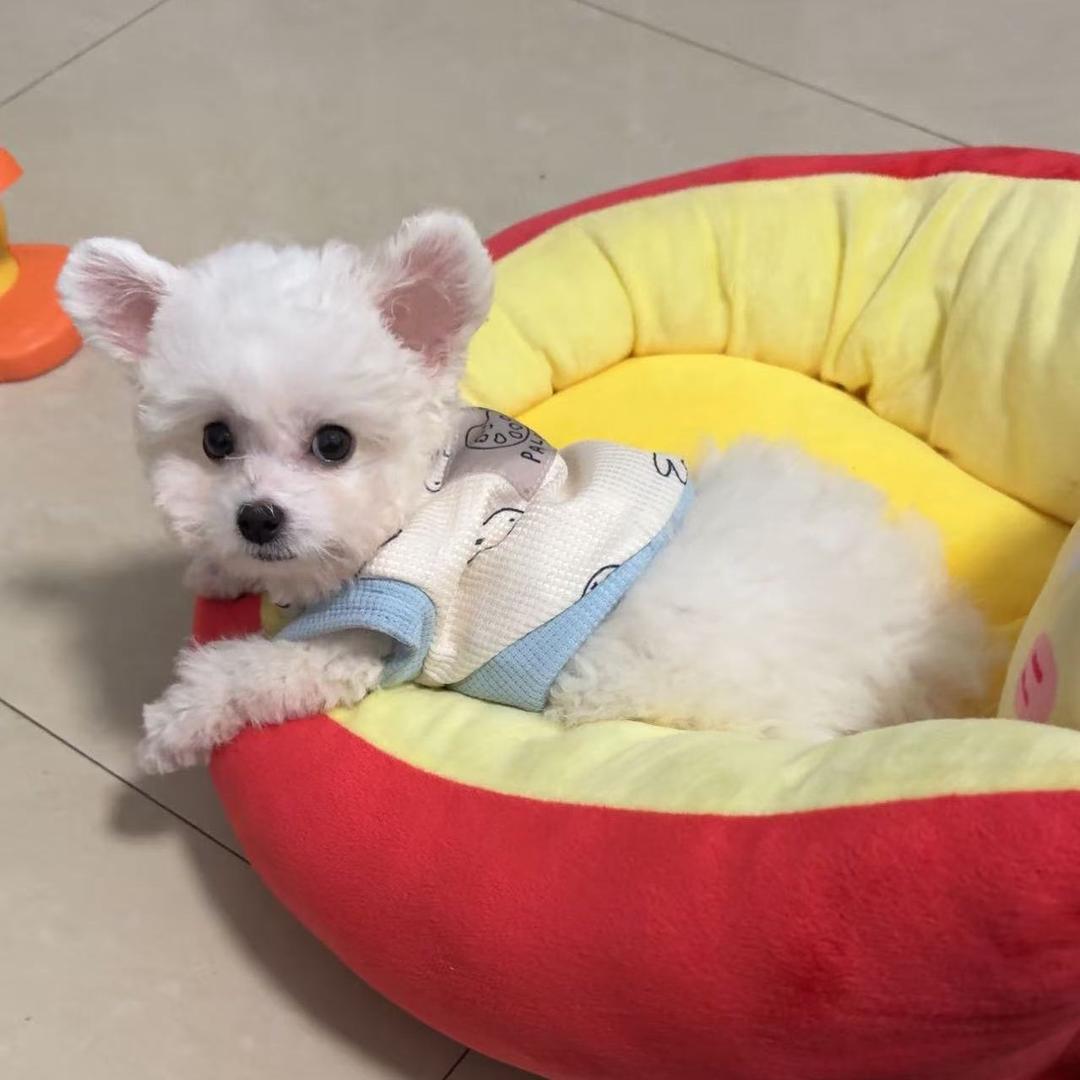 瑞瑞小跟班多多