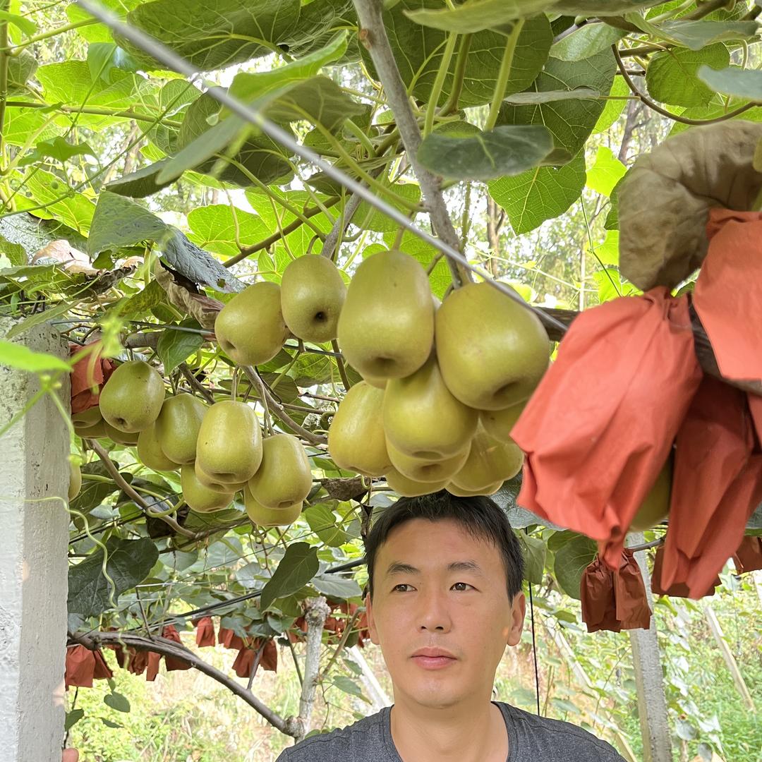 龙山镇雷鹏达红心猕猴桃
