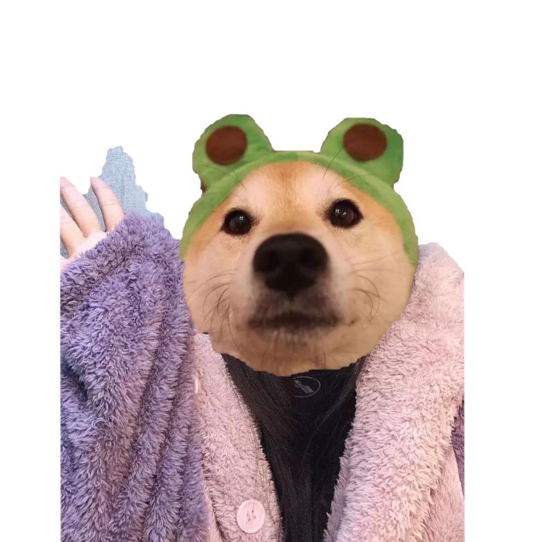 鱼头的365天