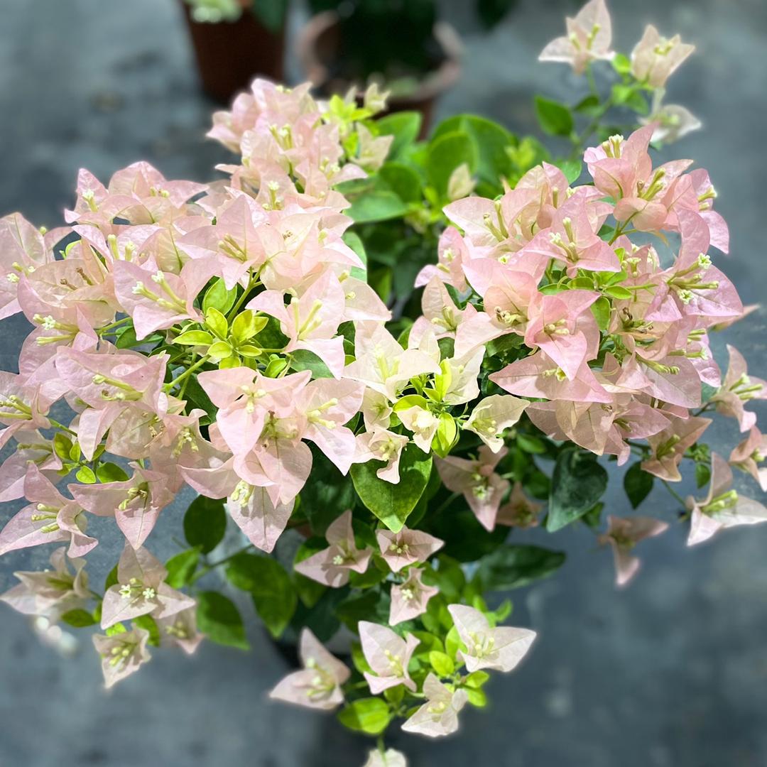 花禧园艺