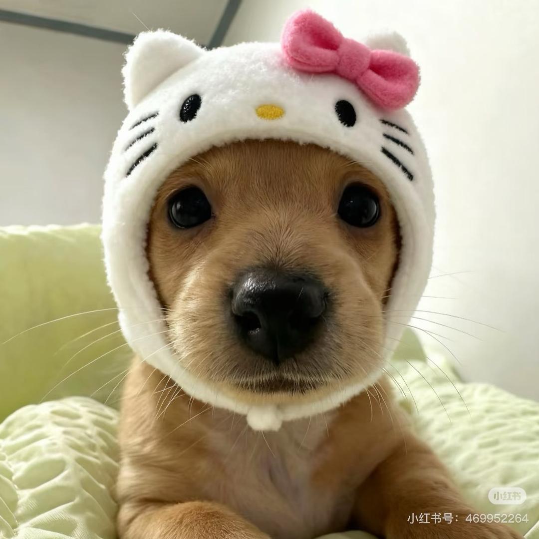 脆弱敏感聒噪小女生