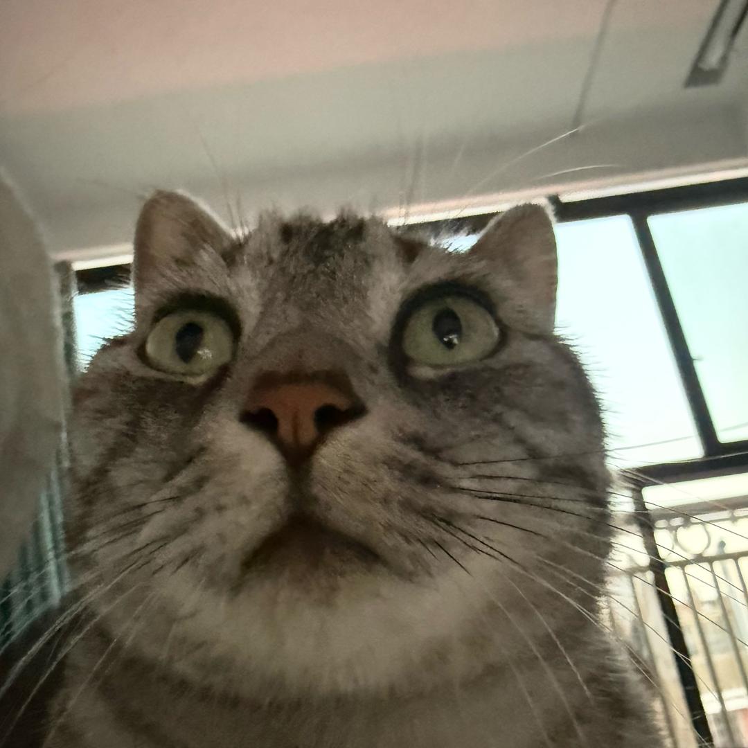 有啤酒肚的小仙女