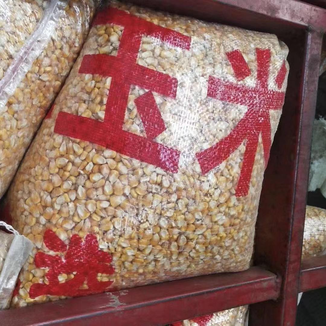 南阳玉米一哥