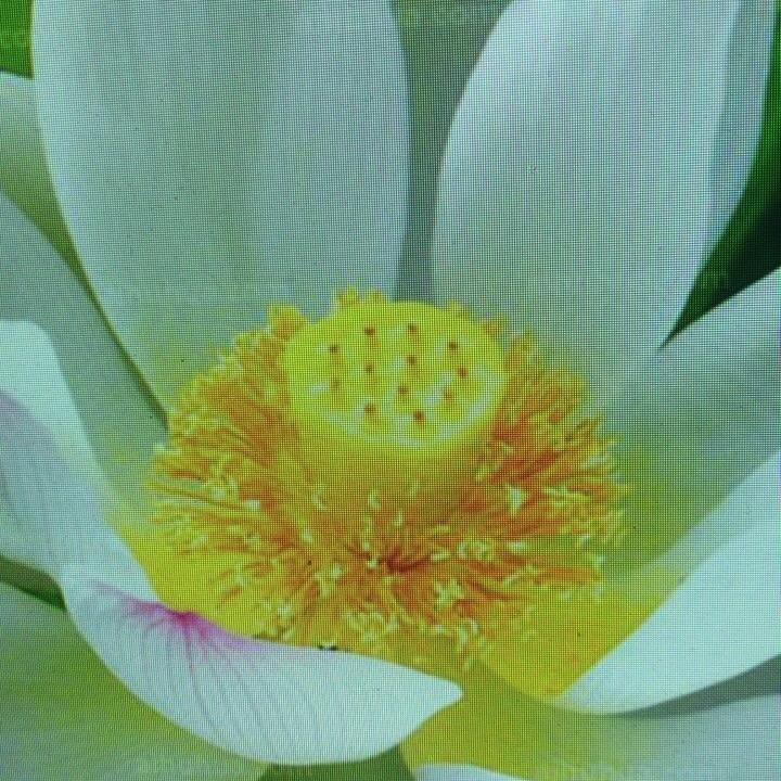 丽华（找个老伴）
