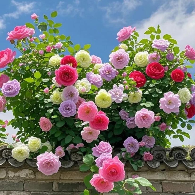 我是芳芳