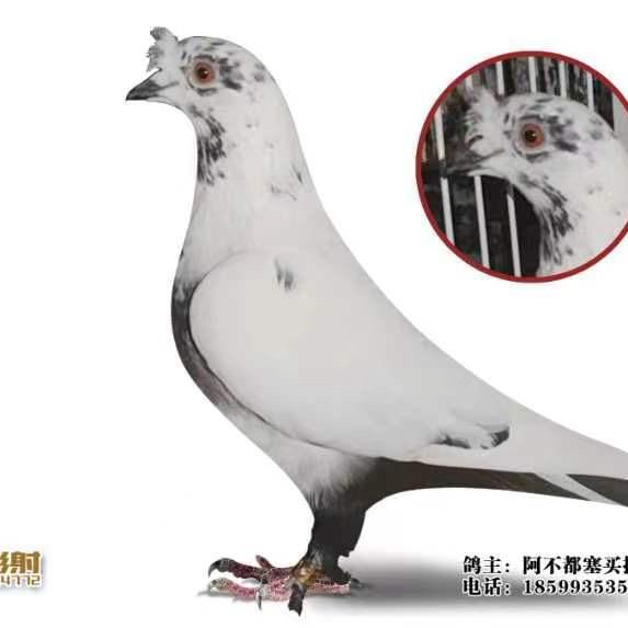 阿不都赛买提 博子