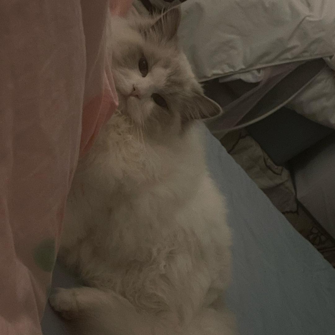 大兔兔