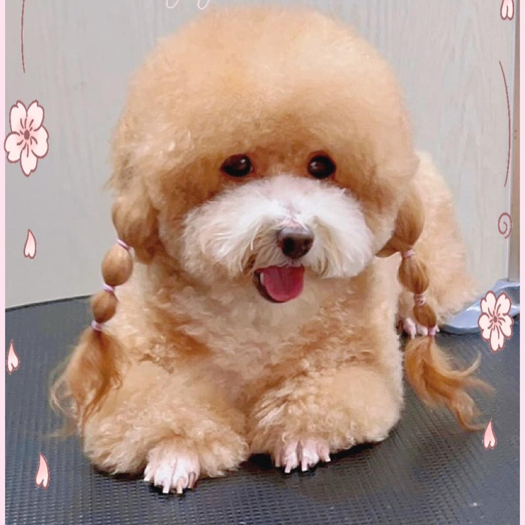 小柠檬头像