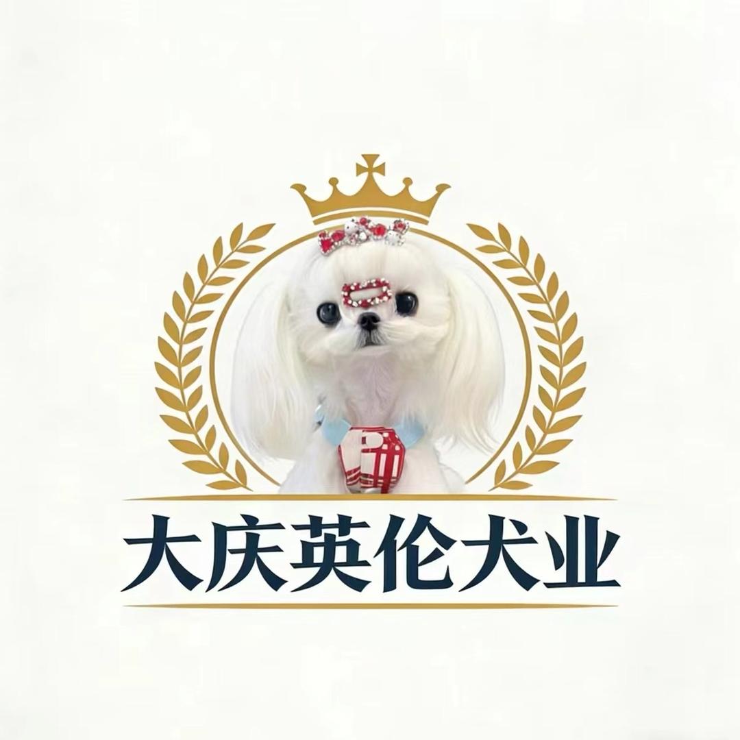 大庆英伦犬业-约克夏、马尔济斯