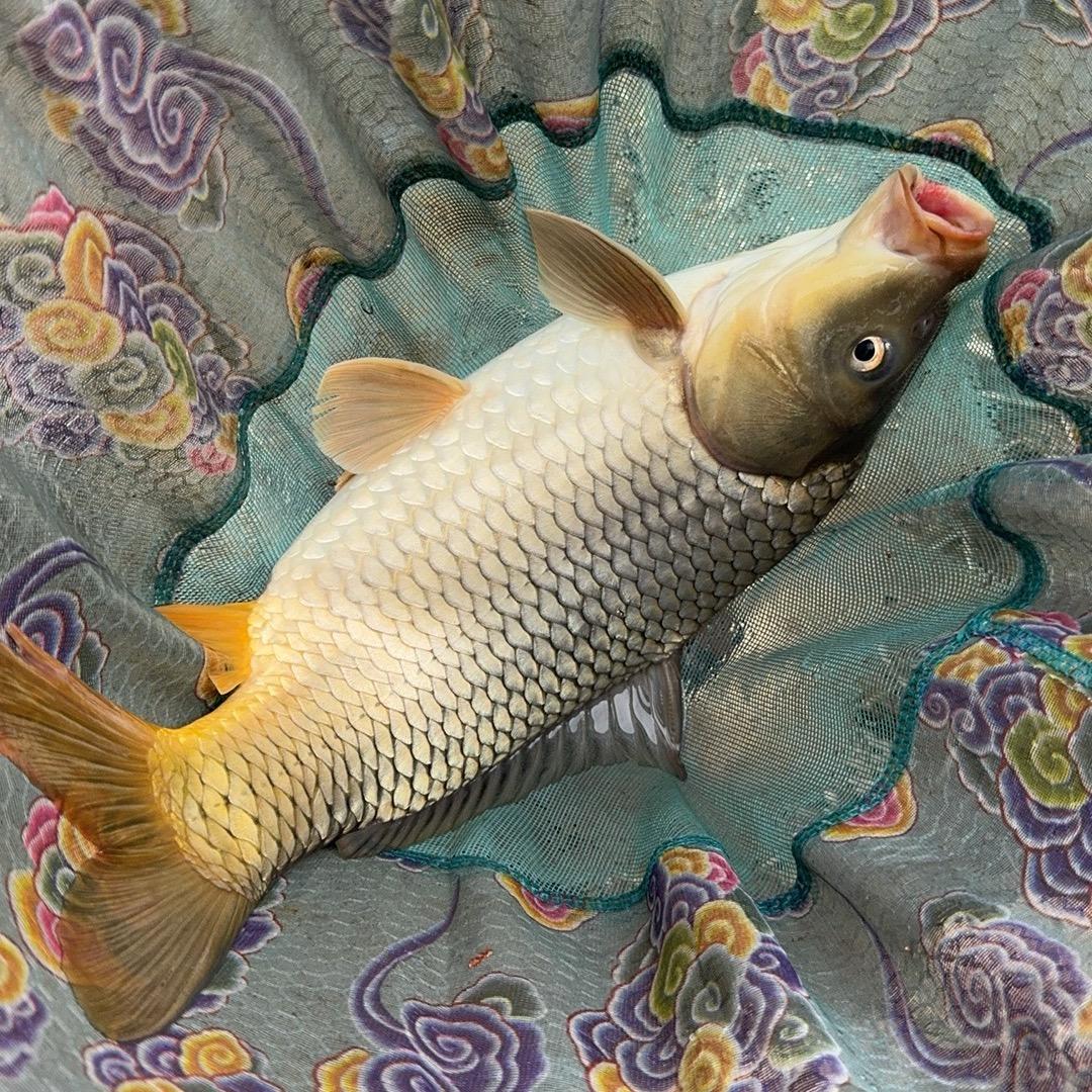 我只用一手杆～钓免费的野钓