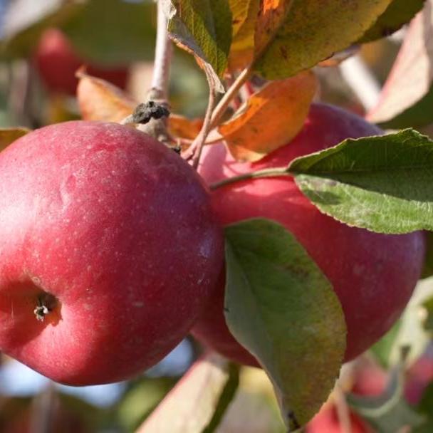 来自新疆的礼物特产店