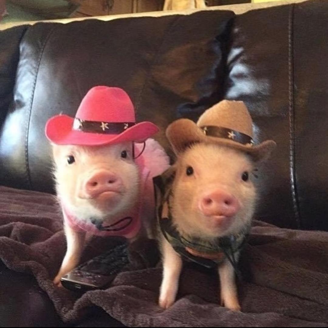 香辣螺蛳粉搭配美味火鸡面