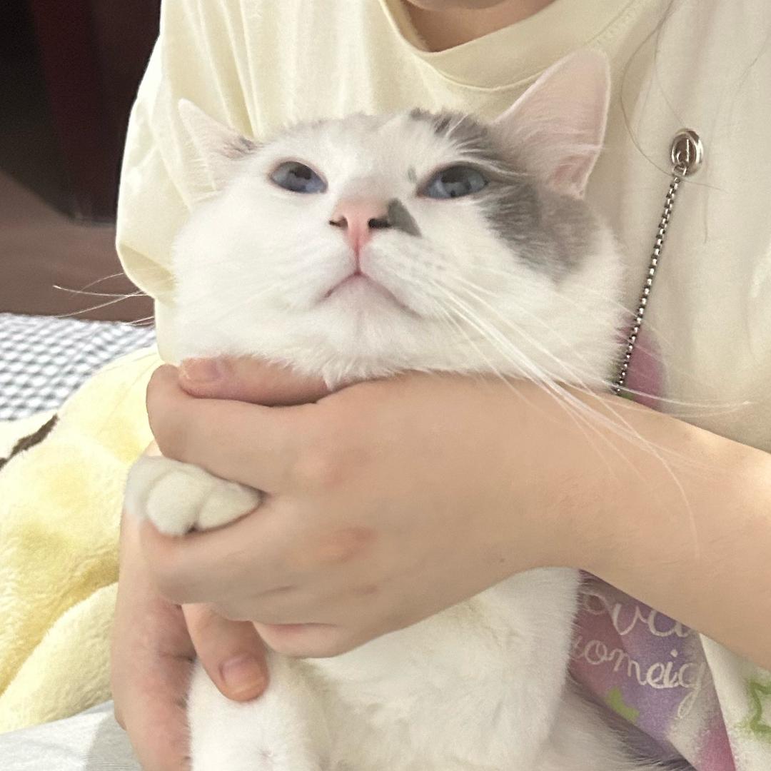 喵十三