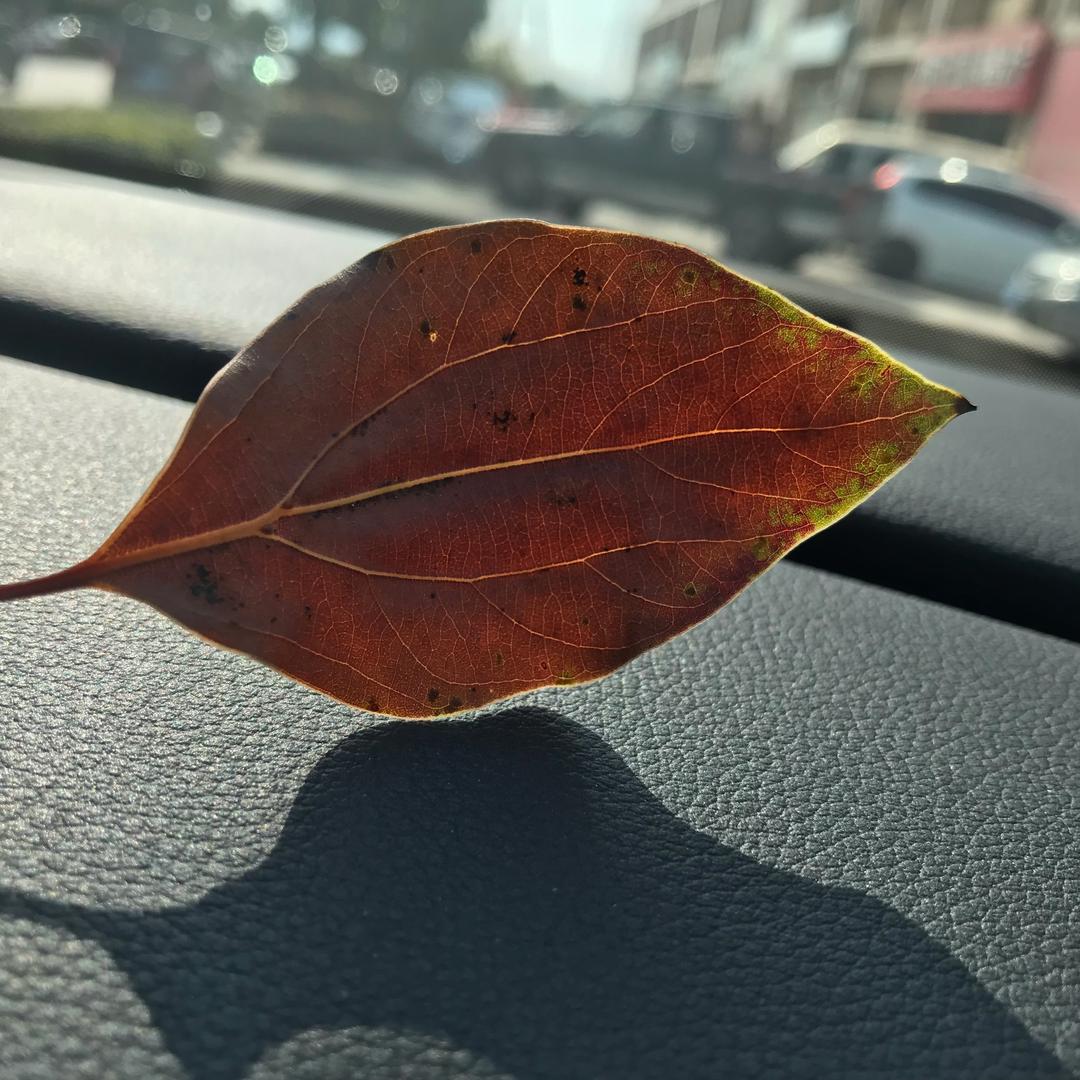 乐乐乐～Bella🍎