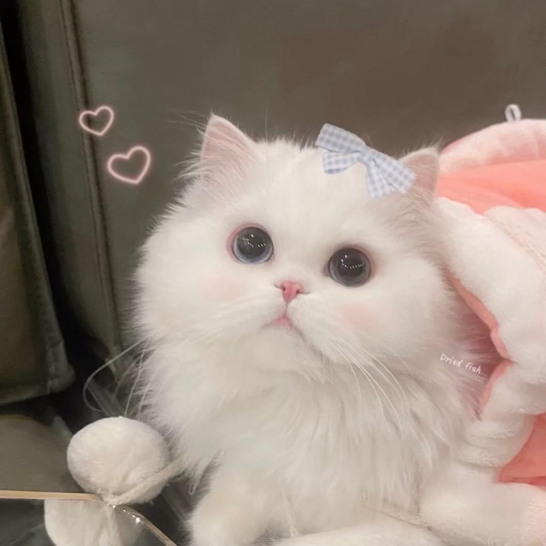白芷