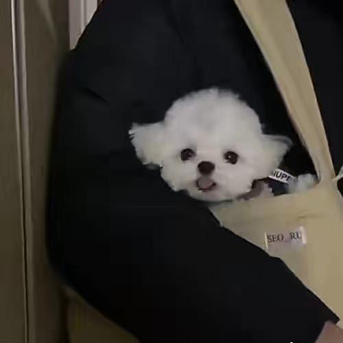 橙子榨汁