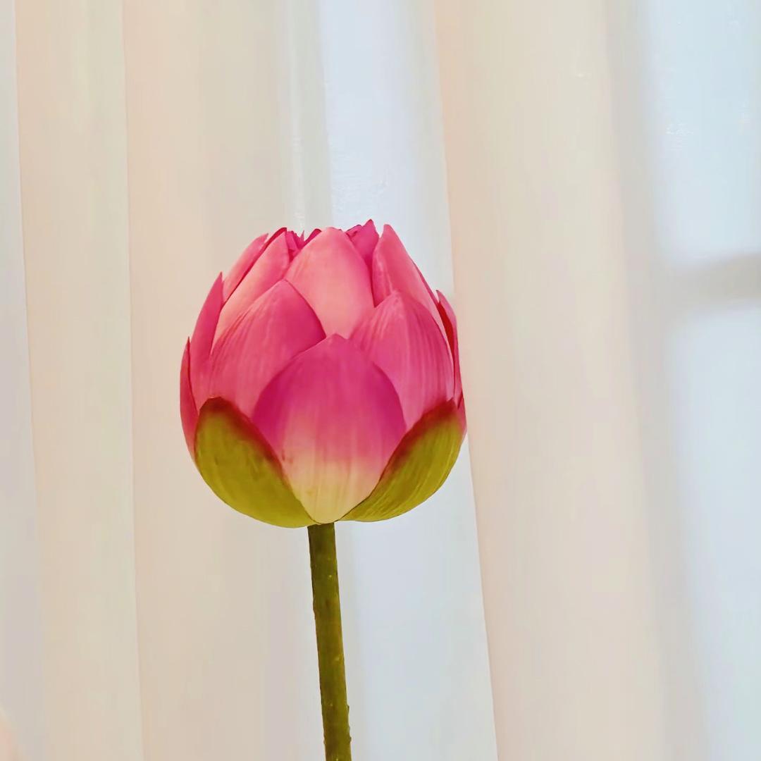 ✿花❁宝✿