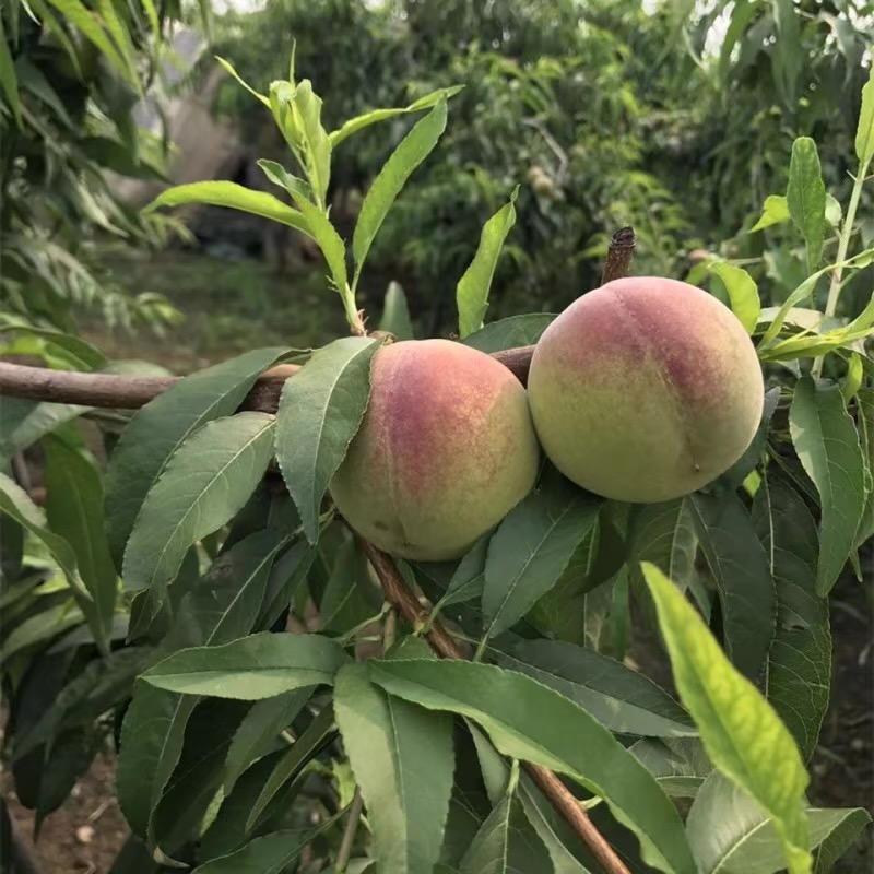 沃果青州蜜桃果园直发