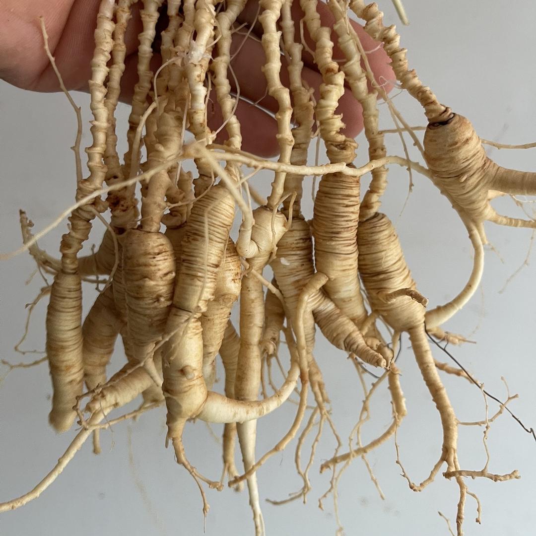 人参刘老汉  长白山参仙山商贸