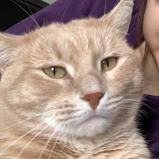 🌈无敌阔耐肥肥猪