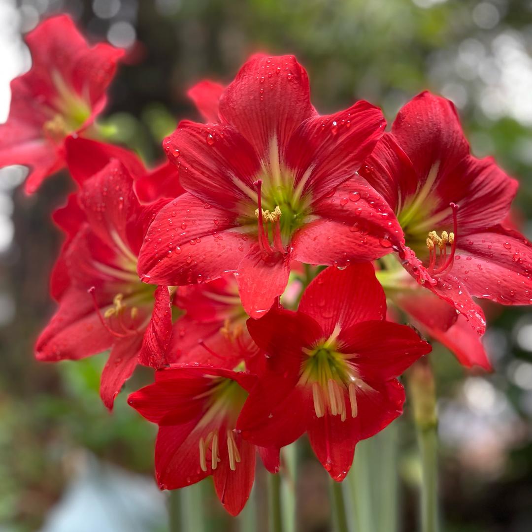 朱朱（拒私聊）