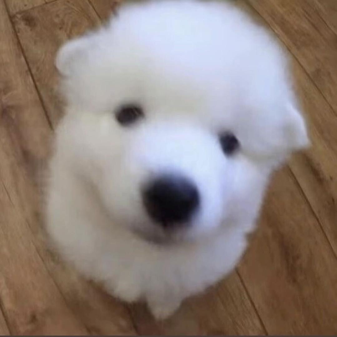 支吾猪