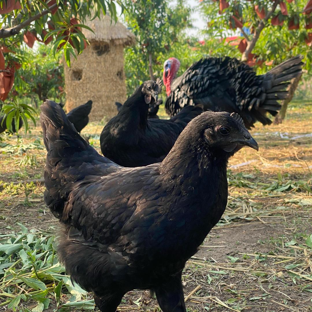 桃花缘家庭农场