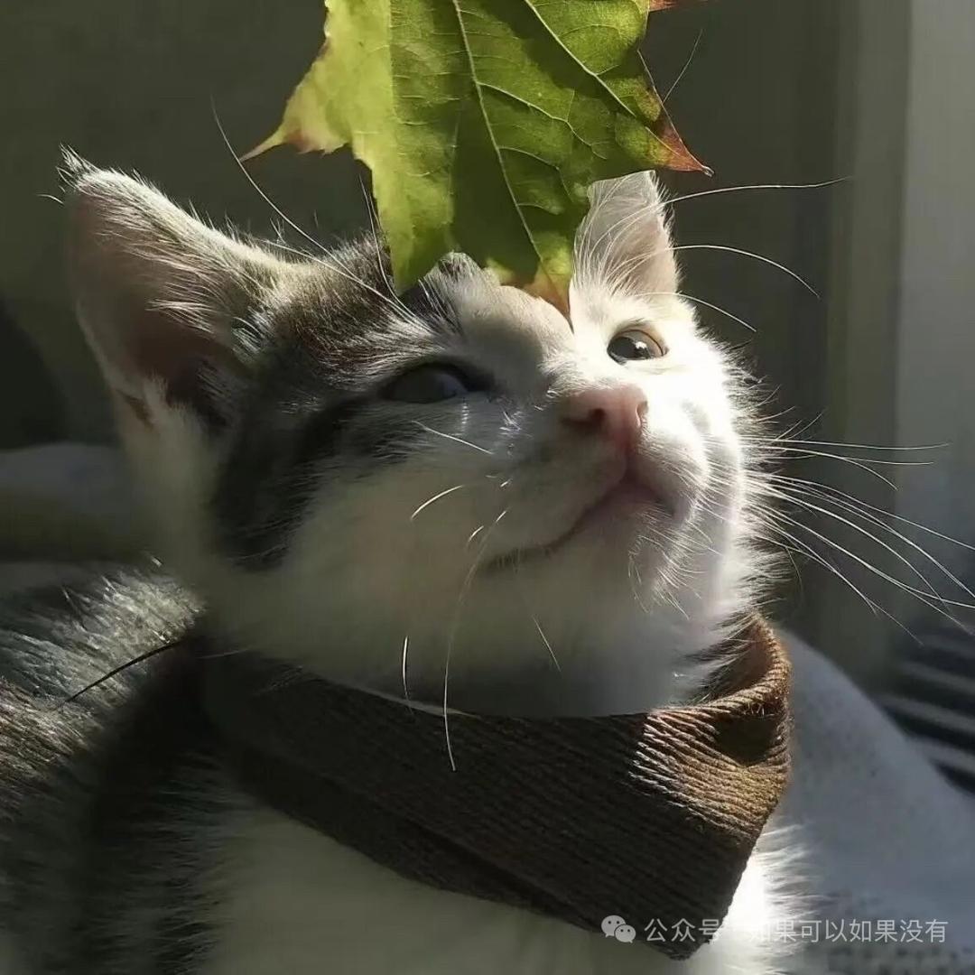 眼睛老下雨🌧️