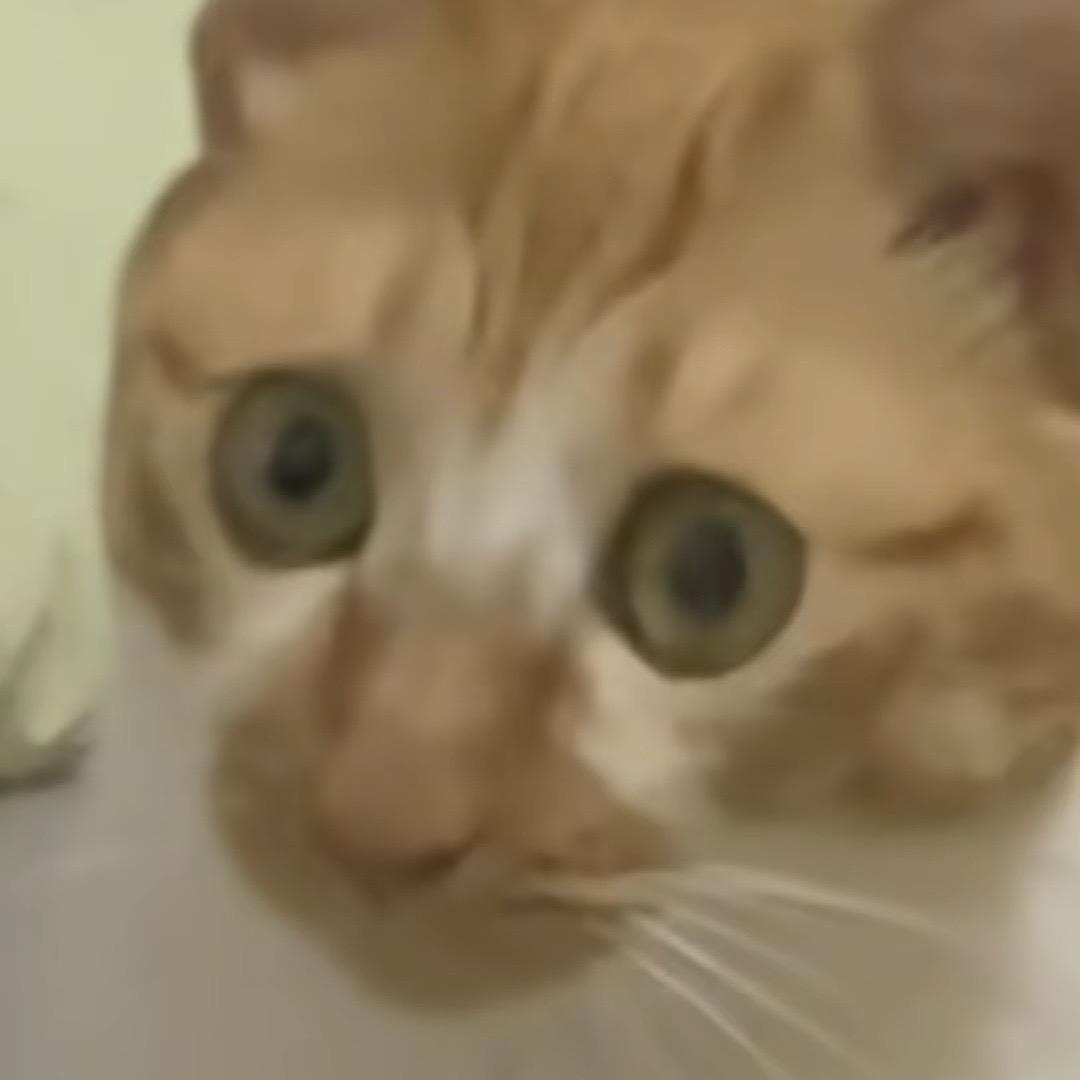 咕噜有猫冰🧊