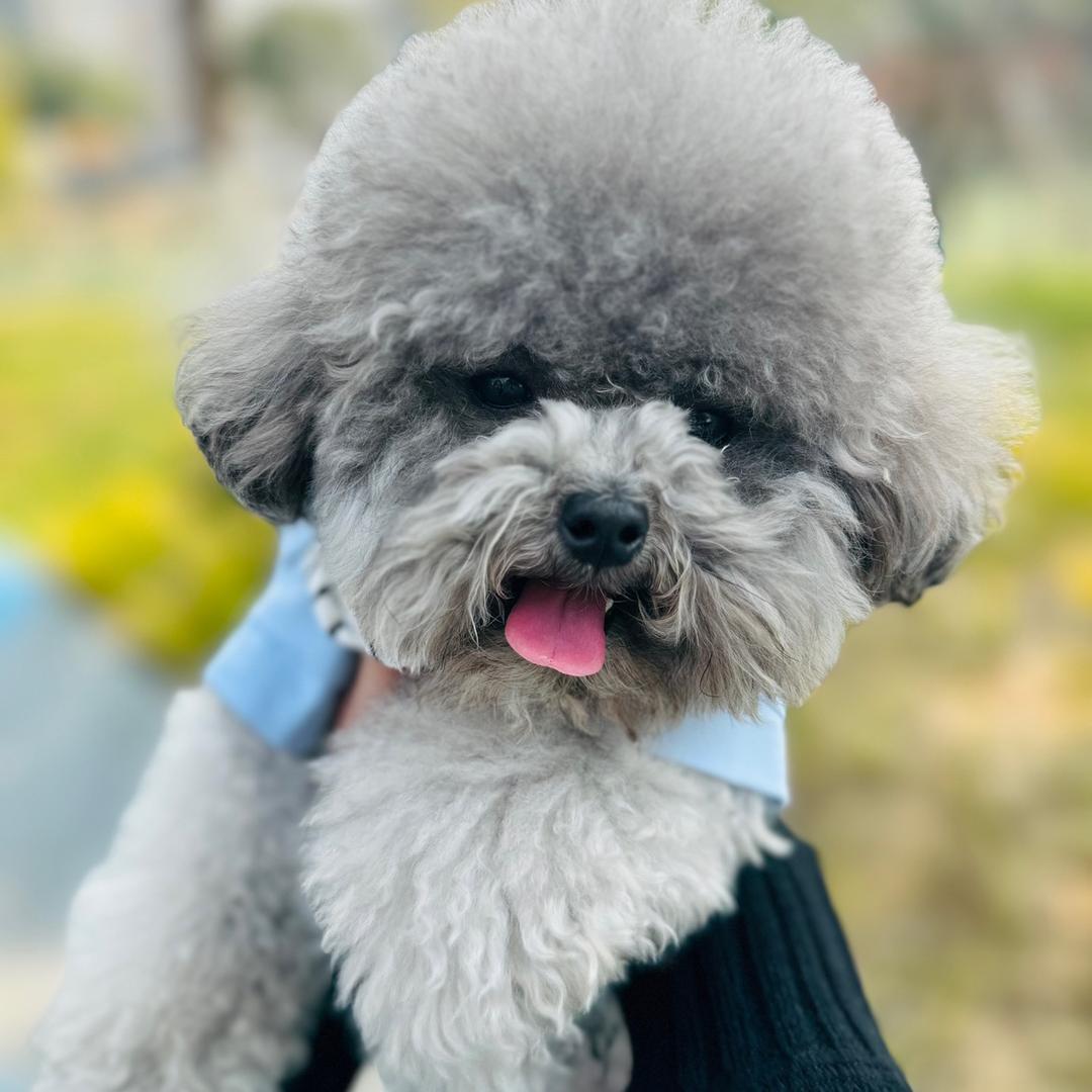 77是只灰泰迪呀～