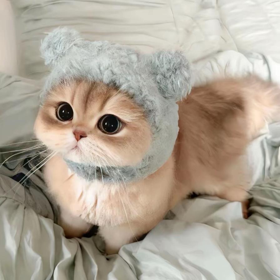巷子里的猫