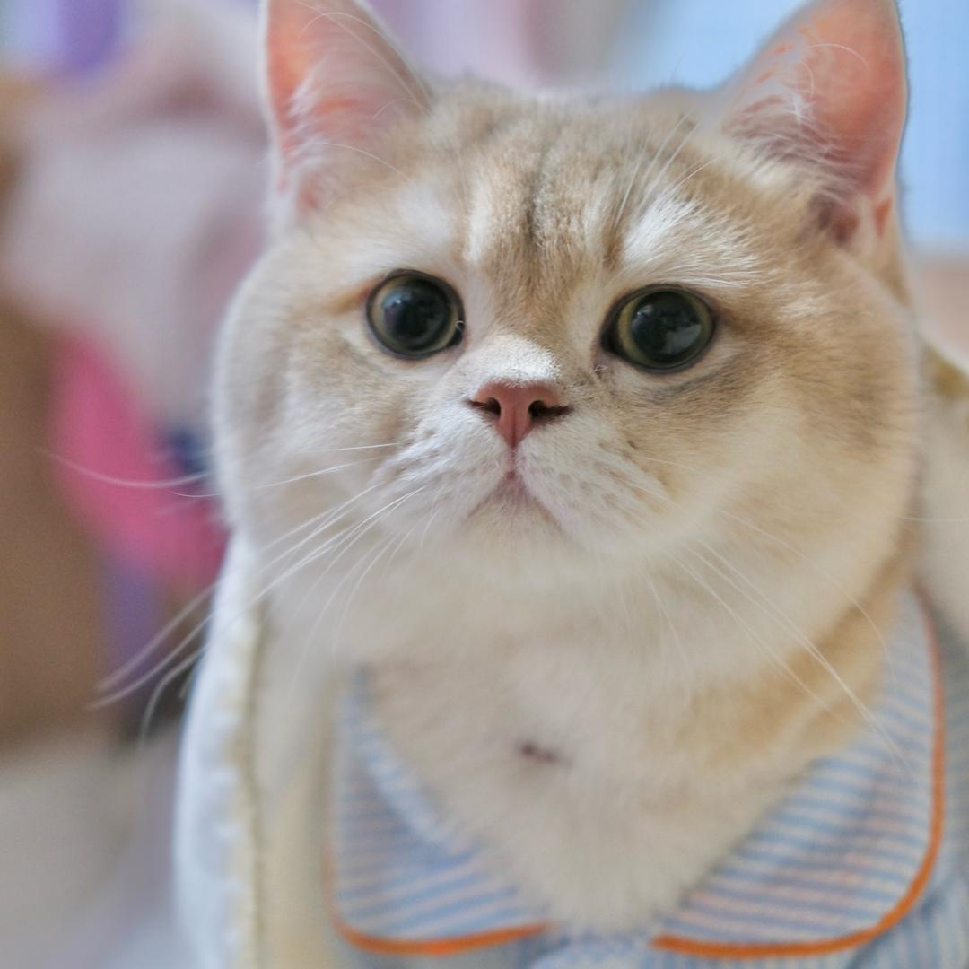 🫧泡泡是只猫