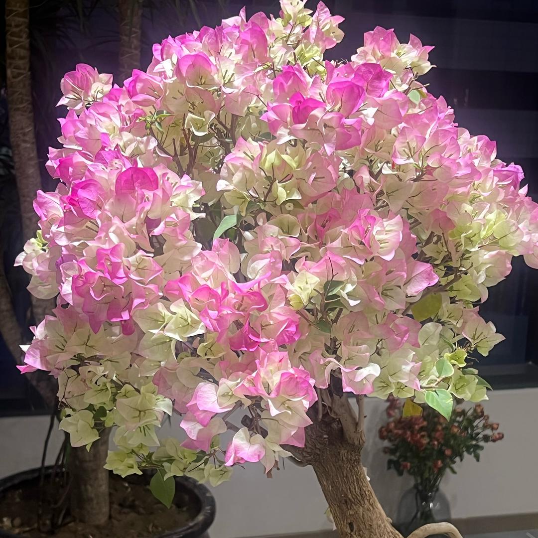 洒脱💝