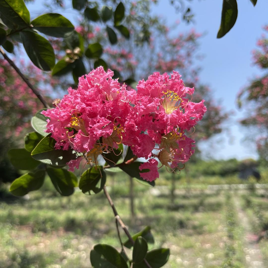 花乡花语