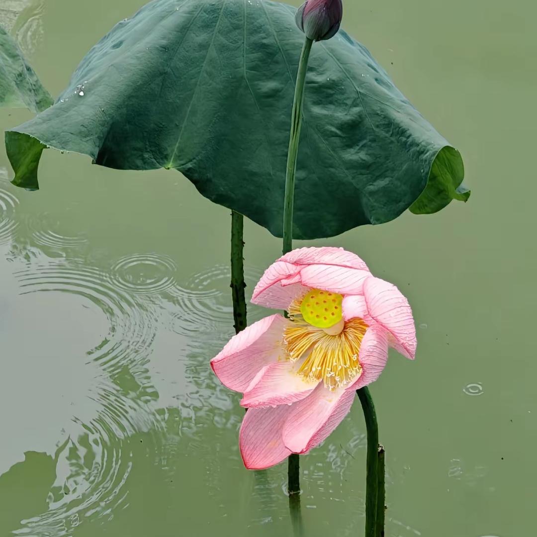 我愿为莲