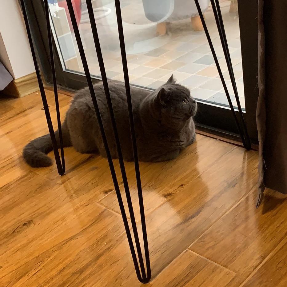小钱有好多猫