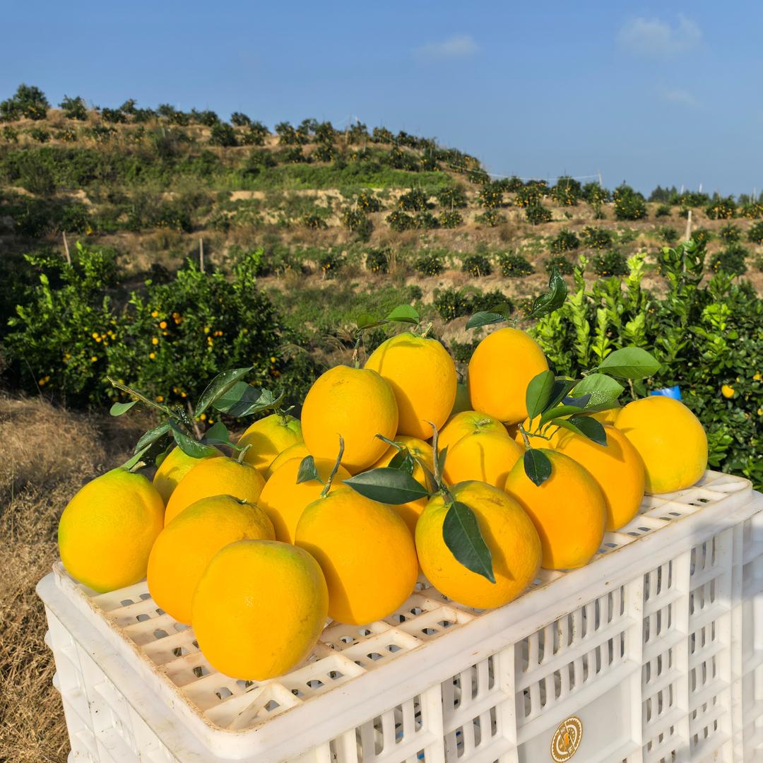 赣南脐橙鲜果